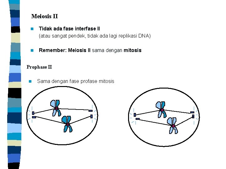 Meiosis II n Tidak ada fase interfase II (atau sangat pendek, tidak ada lagi