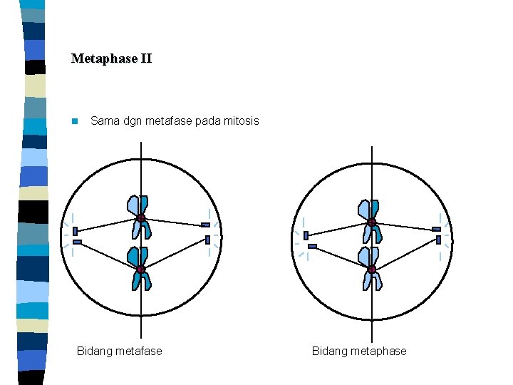 Metaphase II n Sama dgn metafase pada mitosis Bidang metafase Bidang metaphase 