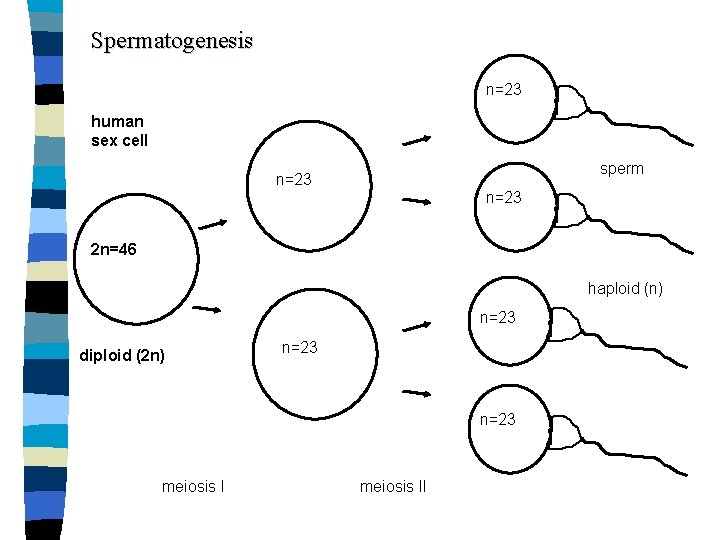 Spermatogenesis n=23 human sex cell sperm n=23 2 n=46 haploid (n) n=23 diploid (2