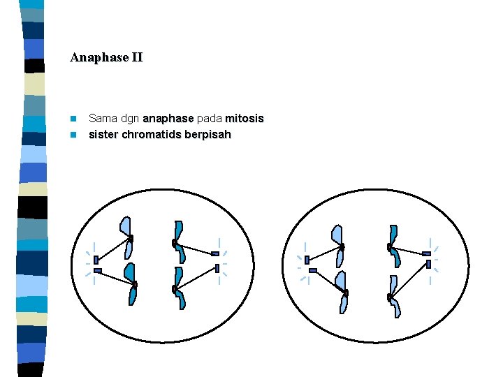 Anaphase II n n Sama dgn anaphase pada mitosis sister chromatids berpisah 