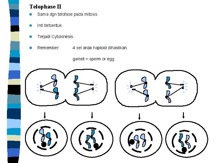 Telophase II n Sama dgn telofase pada mitosis. n Inti terbentuk. n Terjadi Cytokinesis