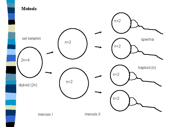 Meiosis n=2 sel kelamin sperma n=2 2 n=4 haploid (n) n=2 diploid (2 n)