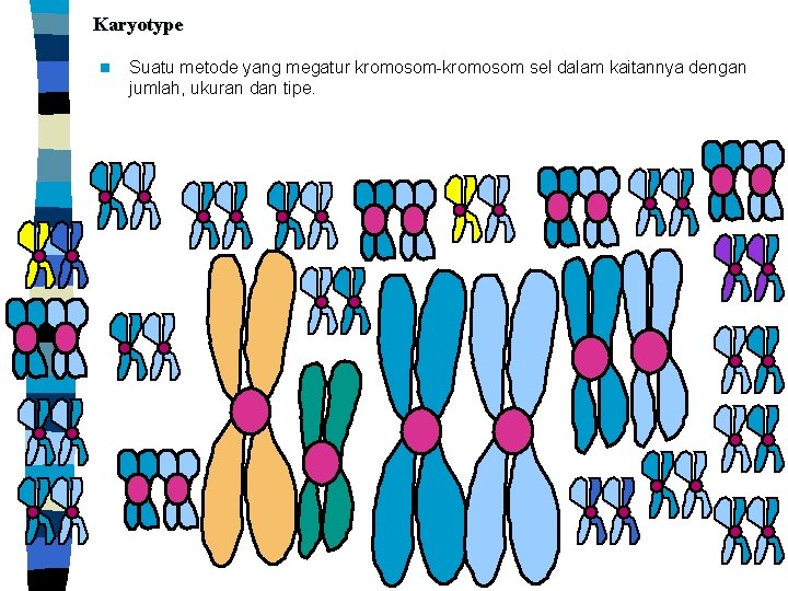 Karyotype n Suatu metode yang megatur kromosom-kromosom sel dalam kaitannya dengan jumlah, ukuran dan