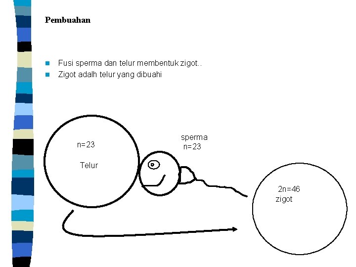 Pembuahan n n Fusi sperma dan telur membentuk zigot. . Zigot adalh telur yang