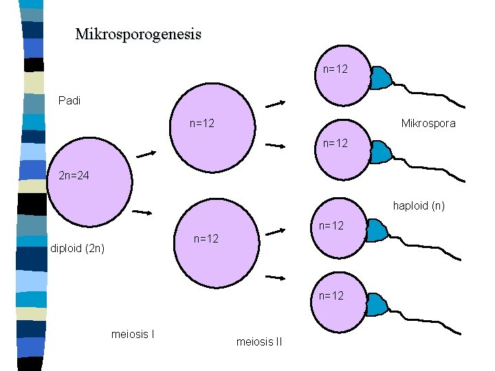 Mikrosporogenesis n=12 Padi Mikrospora n=12 2 n=24 haploid (n) n=12 diploid (2 n) n=12