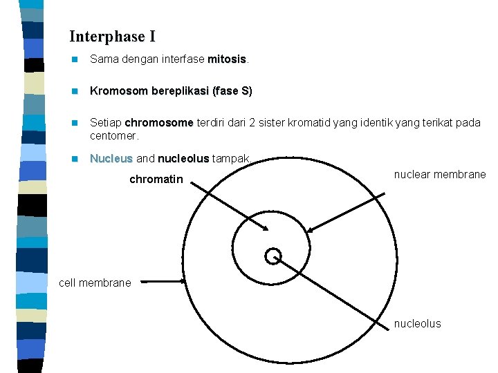 Interphase I n Sama dengan interfase mitosis n Kromosom bereplikasi (fase S) n Setiap