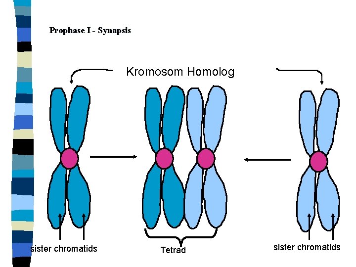 Prophase I - Synapsis Kromosom Homolog sister chromatids Tetrad sister chromatids 