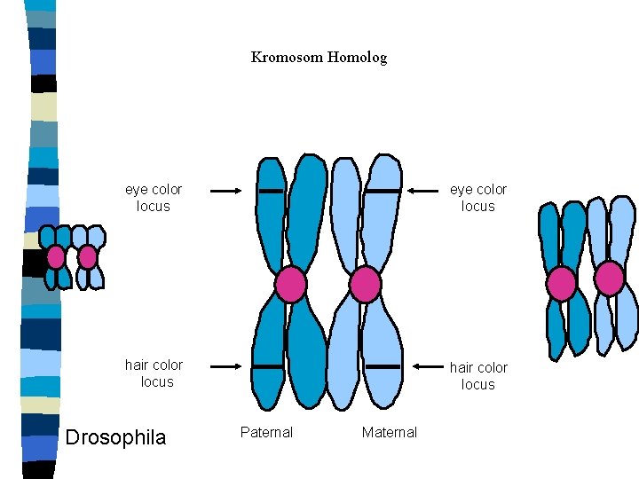 Kromosom Homolog eye color locus hair color locus Drosophila Paternal Maternal 