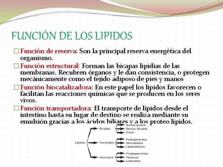 FUNCIÓN DE LOS LIPIDOS �Función de reserva: Son la principal reserva energética del organismo.