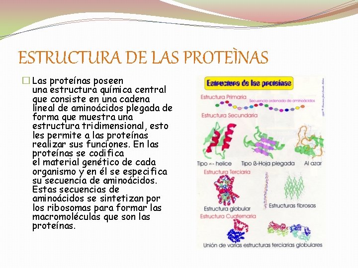 ESTRUCTURA DE LAS PROTEÌNAS � Las proteínas poseen una estructura química central que consiste