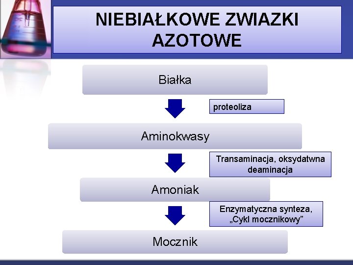 NIEBIAŁKOWE ZWIAZKI AZOTOWE Białka proteoliza Aminokwasy Transaminacja, oksydatwna deaminacja Amoniak Enzymatyczna synteza, „Cykl mocznikowy”
