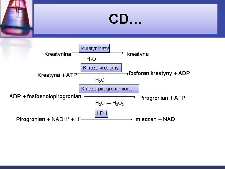 CD… Kreatynina kreatyninaza H 2 O Kinaza kreatyny Kreatyna + ATP kreatyna fosforan kreatyny