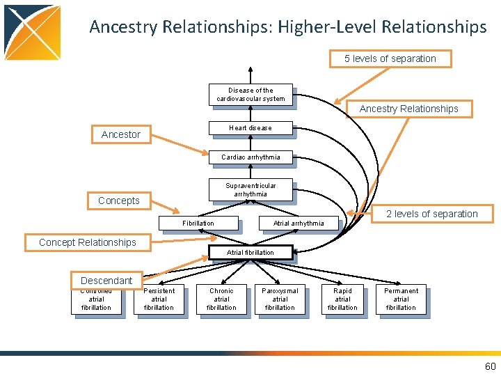 Ancestry Relationships: Higher-Level Relationships 5 levels of separation Disease of the cardiovascular system Ancestry