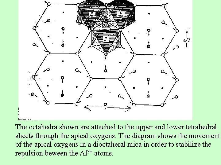 The octahedra shown are attached to the upper and lower tetrahedral sheets through the