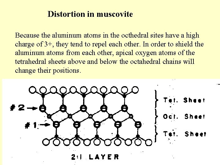 Distortion in muscovite Because the aluminum atoms in the octhedral sites have a high