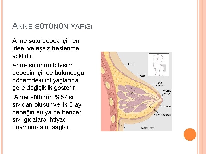 ANNE SÜTÜNÜN YAPıSı Anne sütü bebek için en ideal ve eşsiz beslenme şeklidir. Anne