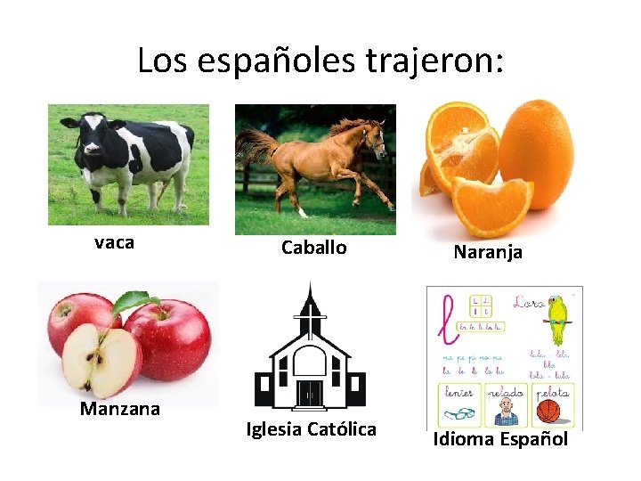 Los españoles trajeron: vaca Manzana Caballo Iglesia Católica Naranja Idioma Español 