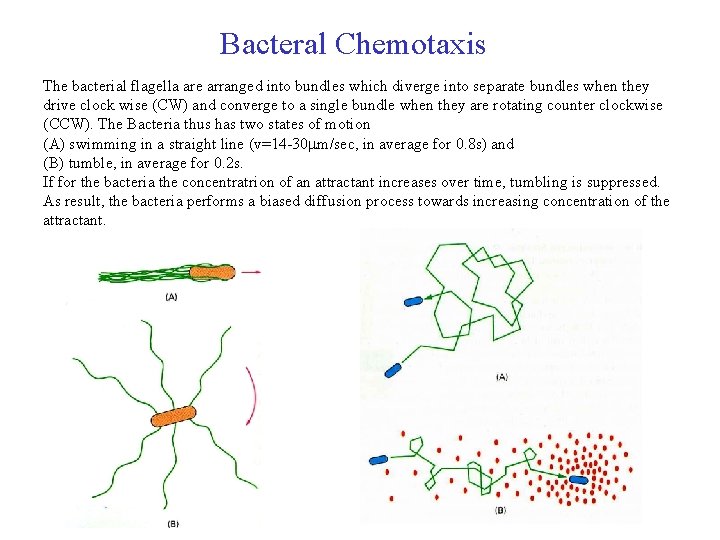 Bacteral Chemotaxis The bacterial flagella are arranged into bundles which diverge into separate bundles