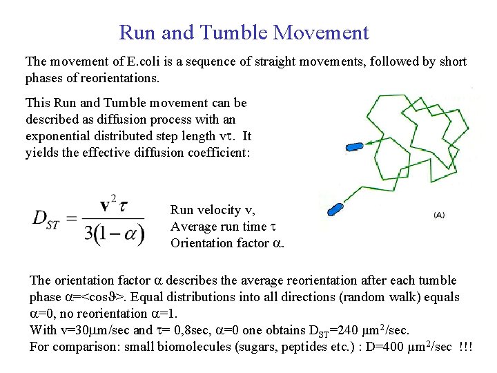 Run and Tumble Movement The movement of E. coli is a sequence of straight