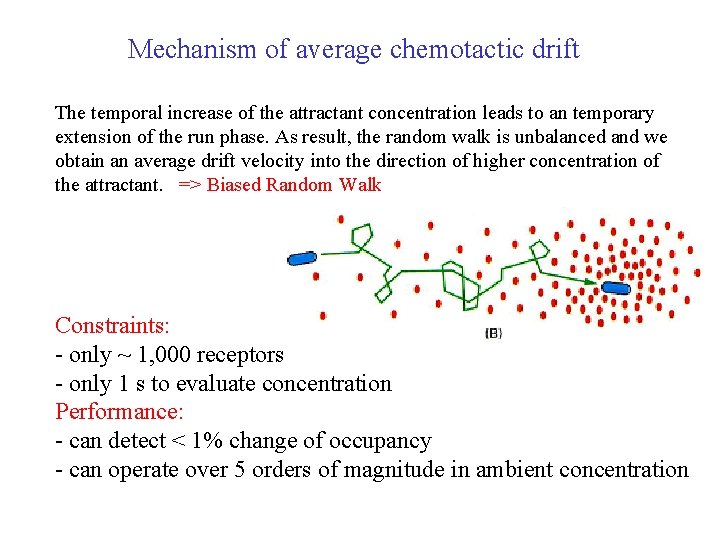 Mechanism of average chemotactic drift The temporal increase of the attractant concentration leads to