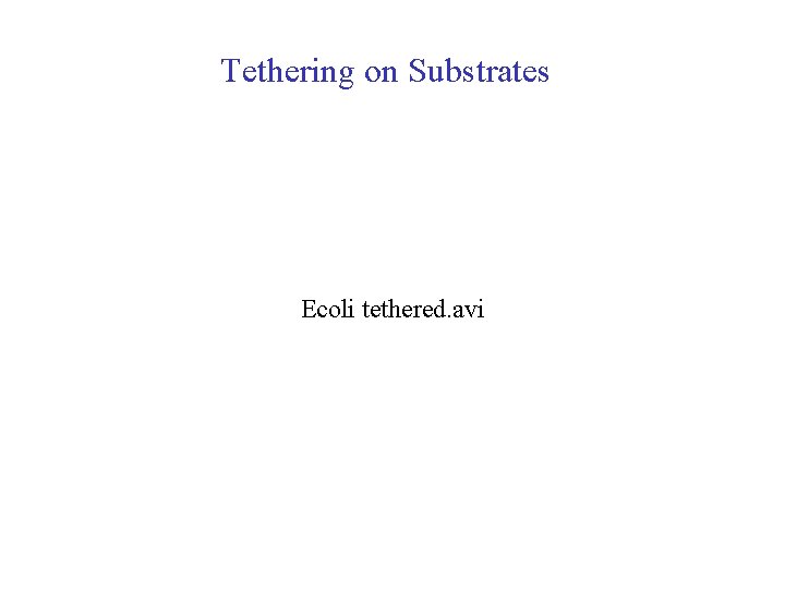 Tethering on Substrates Ecoli tethered. avi 