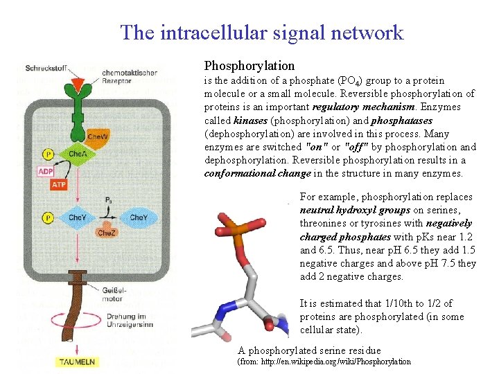 The intracellular signal network Phosphorylation is the addition of a phosphate (PO 4) group