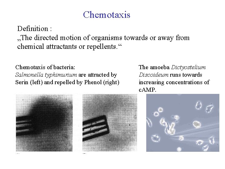 Chemotaxis Definition : „The directed motion of organisms towards or away from chemical attractants