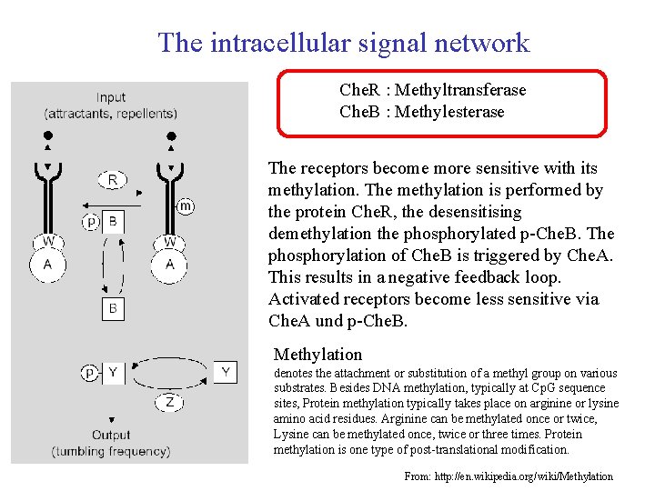 The intracellular signal network Che. R : Methyltransferase Che. B : Methylesterase The receptors