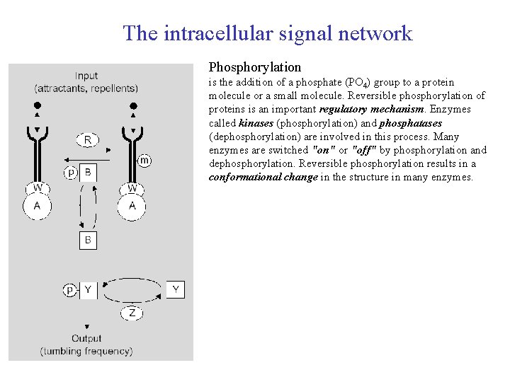 The intracellular signal network Phosphorylation is the addition of a phosphate (PO 4) group