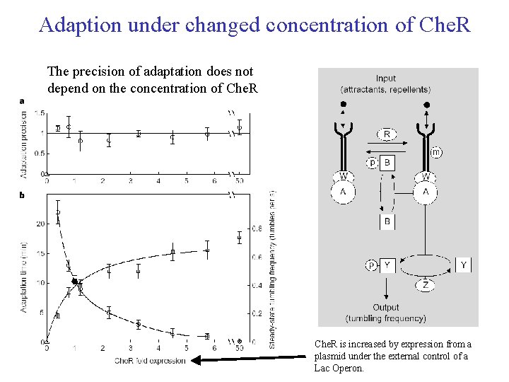 Adaption under changed concentration of Che. R The precision of adaptation does not depend