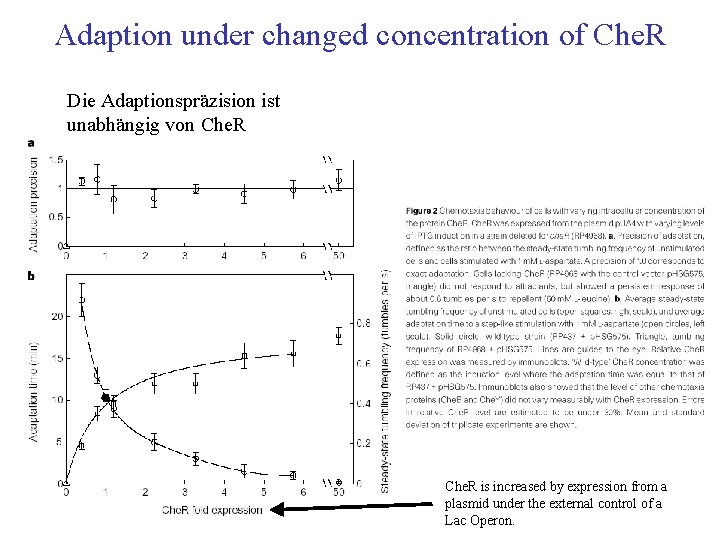 Adaption under changed concentration of Che. R Die Adaptionspräzision ist unabhängig von Che. R