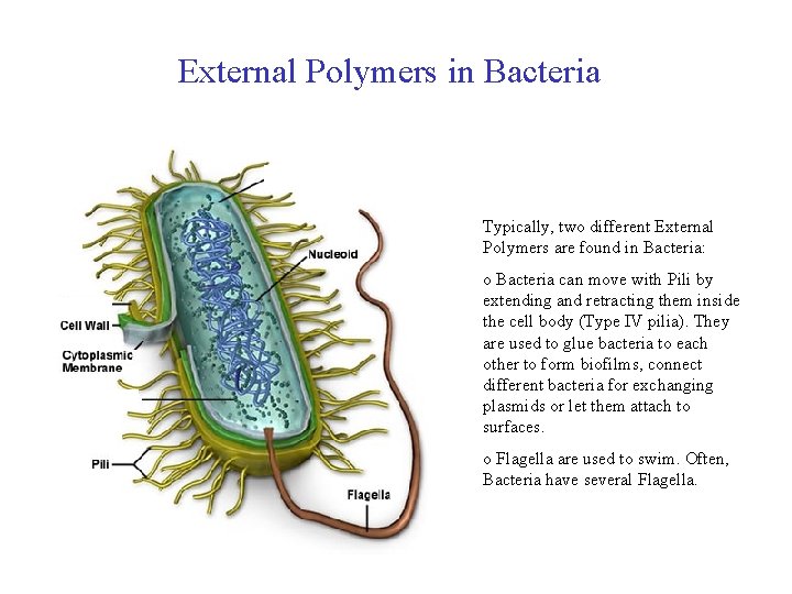 External Polymers in Bacteria Typically, two different External Polymers are found in Bacteria: o