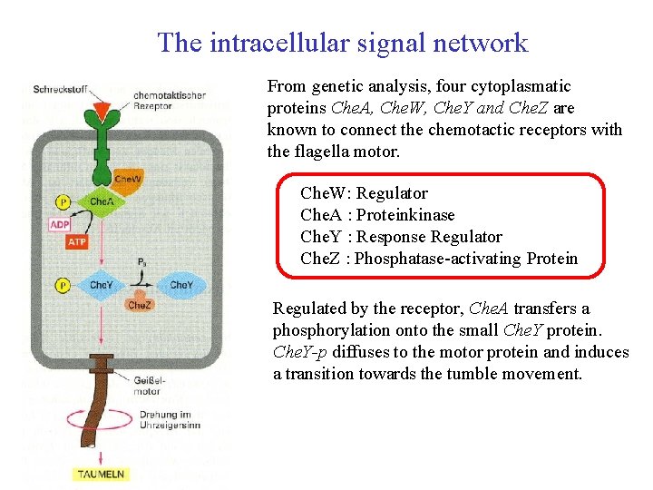 The intracellular signal network From genetic analysis, four cytoplasmatic proteins Che. A, Che. W,