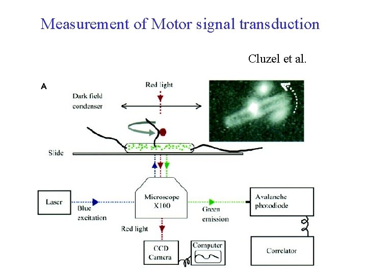 Measurement of Motor signal transduction Cluzel et al. 