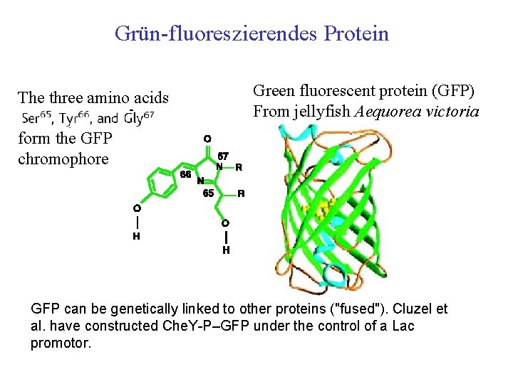 Grün-fluoreszierendes Protein The three amino acids Green fluorescent protein (GFP) From jellyfish Aequorea victoria