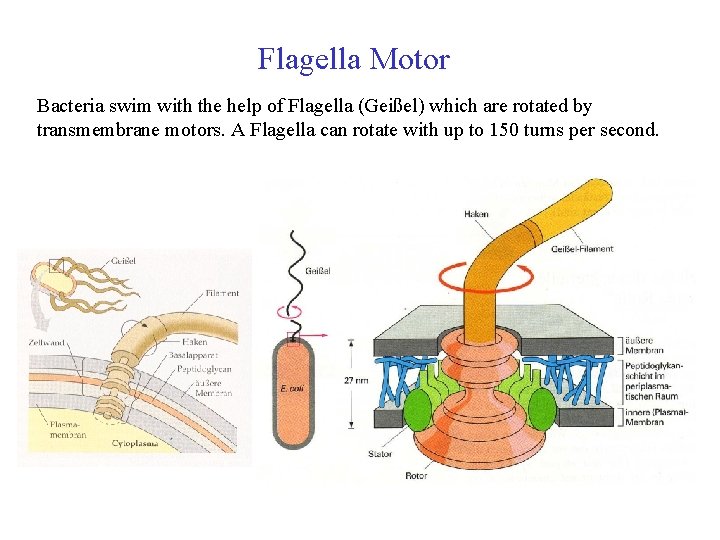 Flagella Motor Bacteria swim with the help of Flagella (Geißel) which are rotated by