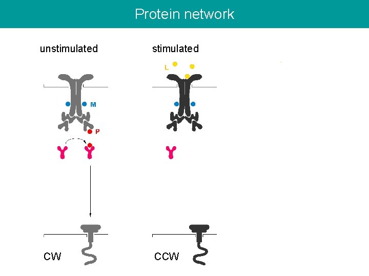 Protein network unstimulated CW stimulated CCW 