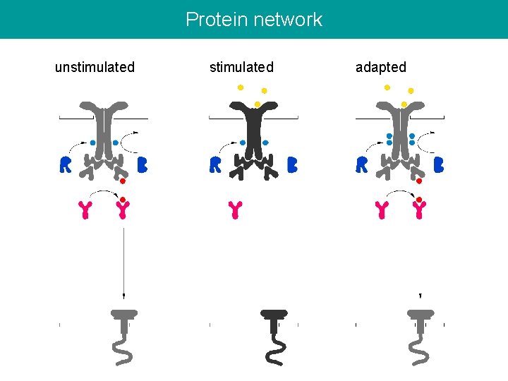 Protein network unstimulated adapted 