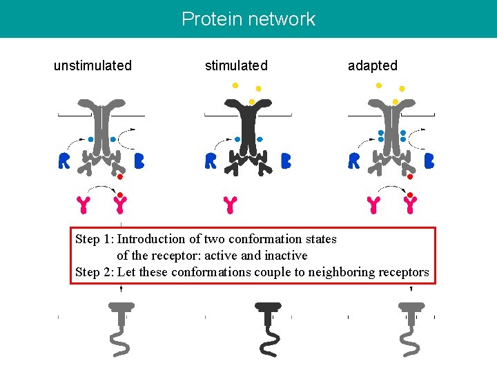 Protein network unstimulated adapted Step 1: Introduction of two conformation states of the receptor: