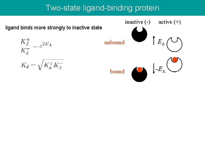 Two-state ligand-binding protein inactive (-) active (+) ligand binds more strongly to inactive state