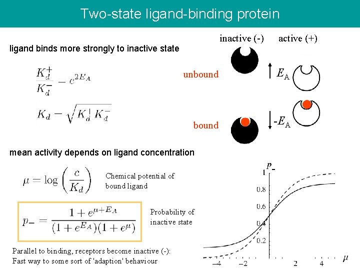 Two-state ligand-binding protein inactive (-) active (+) ligand binds more strongly to inactive state