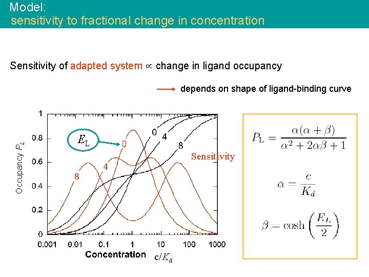 Model: sensitivity to fractional change in concentration Sensitivity of adapted system change in ligand