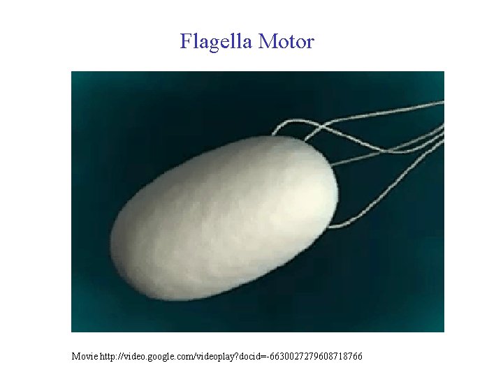 Flagella Motor Movie http: //video. google. com/videoplay? docid=-6630027279608718766 