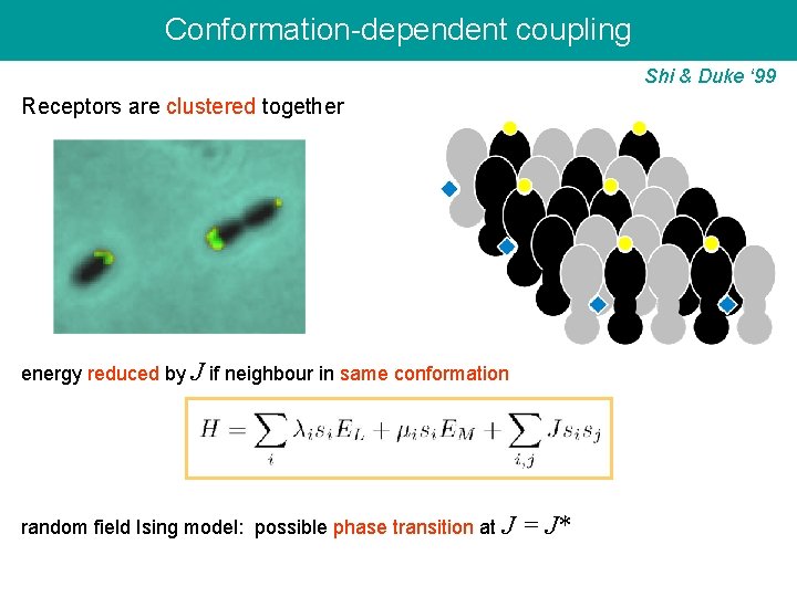 Conformation-dependent coupling Shi & Duke ‘ 99 Receptors are clustered together energy reduced by