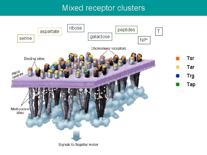 Mixed receptor clusters aspartate serine ribose peptides galactose T Ni 2+ Tsr Tar Trg