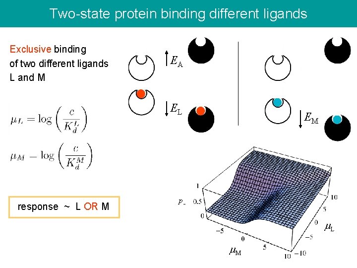 Two-state protein binding different ligands Exclusive binding of two different ligands L and M