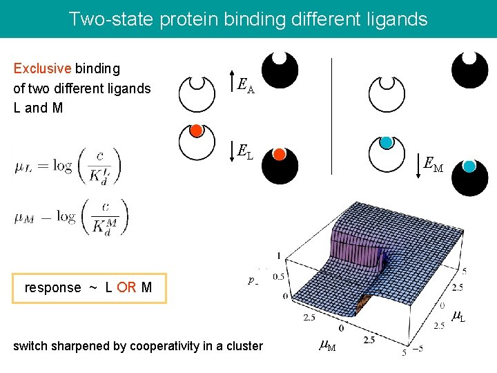 Two-state protein binding different ligands Exclusive binding of two different ligands L and M