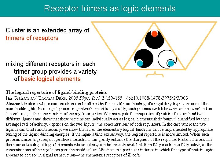 Receptor trimers as logic elements Cluster is an extended array of trimers of receptors