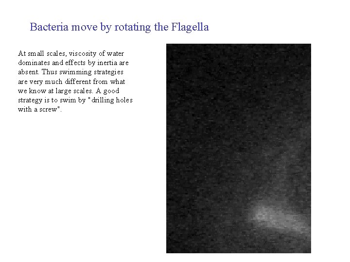 Bacteria move by rotating the Flagella At small scales, viscosity of water dominates and