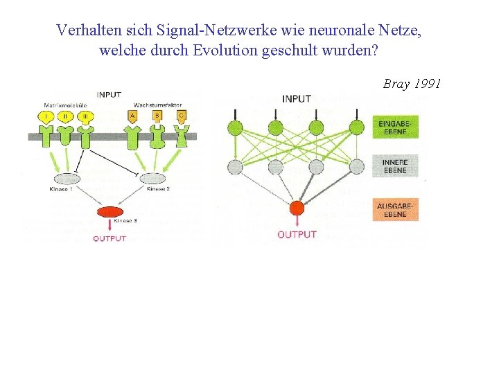 Verhalten sich Signal-Netzwerke wie neuronale Netze, welche durch Evolution geschult wurden? Bray 1991 